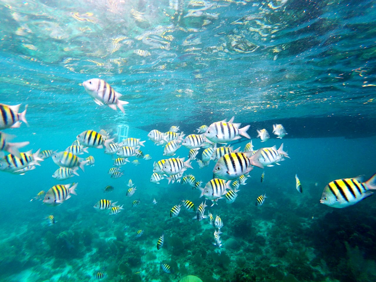 Ocho Rios Snorkeling by Glass Bottom Boat